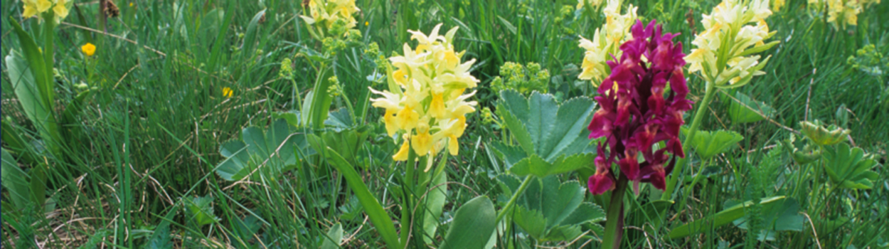 Itinerari alla scoperta delle orchidee spontanee in Valle d’Aosta